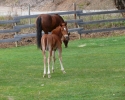 dixie-and-her-boy-007